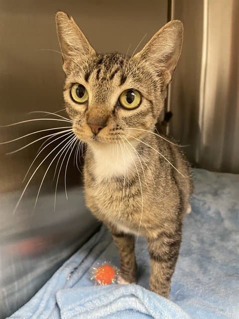 Flower - Domestic Short Hair