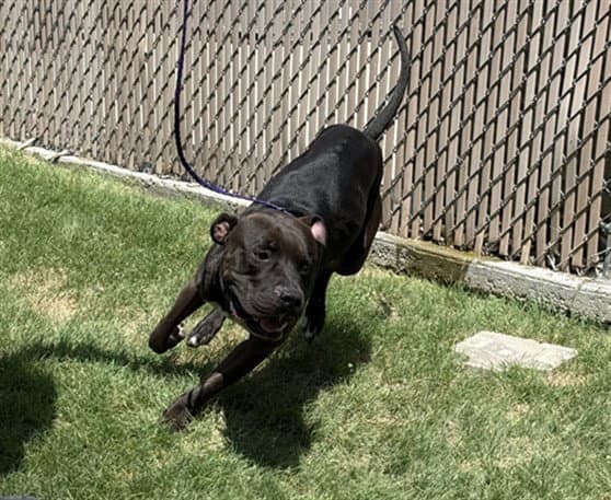 Camp - Pit Bull Terrier