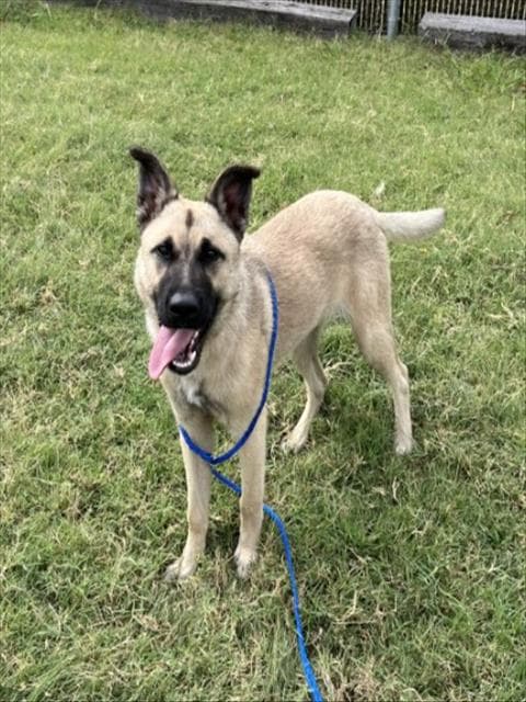 Diamond - German Shepherd Dog