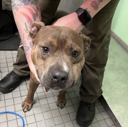 Snoop Dawg - Pit Bull Terrier