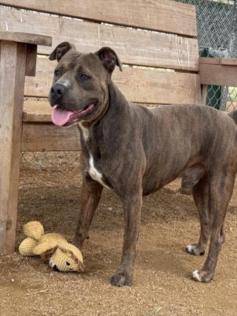 Snoop Dawg - Pit Bull Terrier