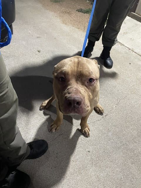 Beans - Pit Bull Terrier