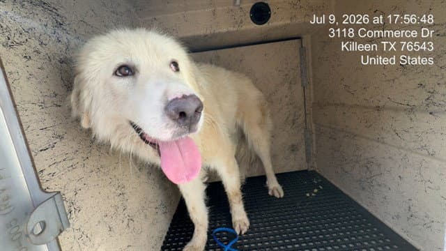 Clive - Great Pyrenees