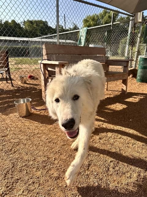 Clive - Great Pyrenees