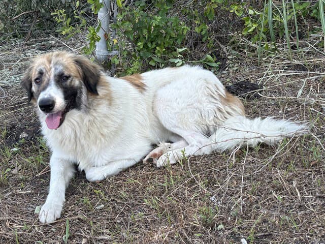 Pretzel - Great Pyrenees