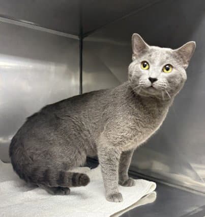 Iroh - Domestic Short Hair