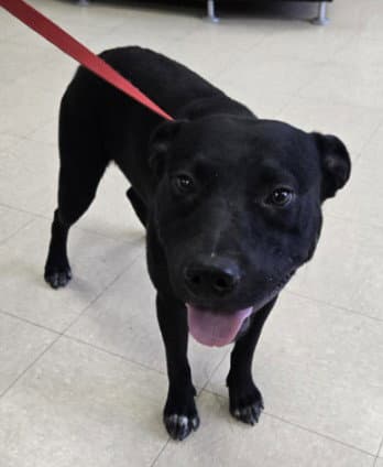 Orion - Pit Bull Terrier