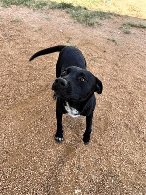 Orion - Pit Bull Terrier