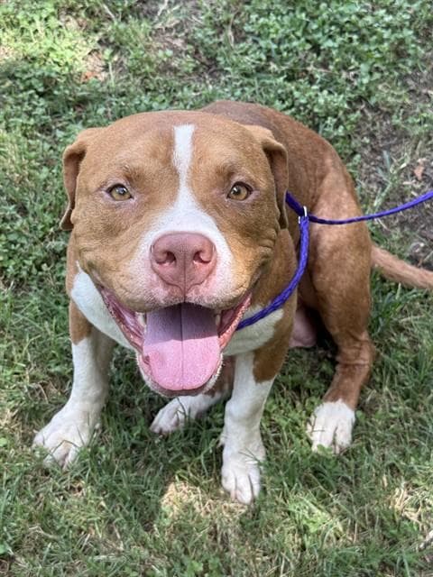 Bean - Pit Bull Terrier