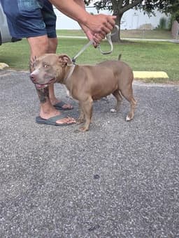 Chichi image 1