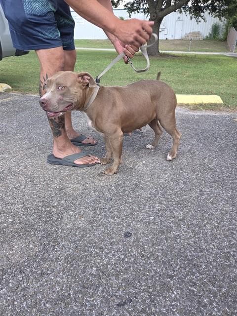 Chichi - Pit Bull Terrier