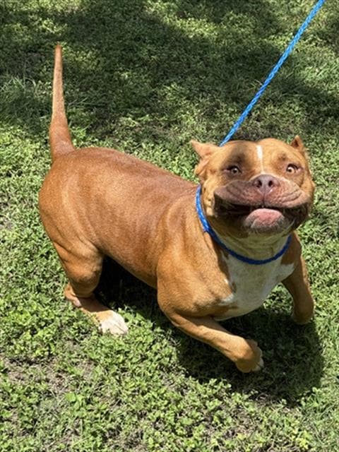 Polly - Pit Bull Terrier