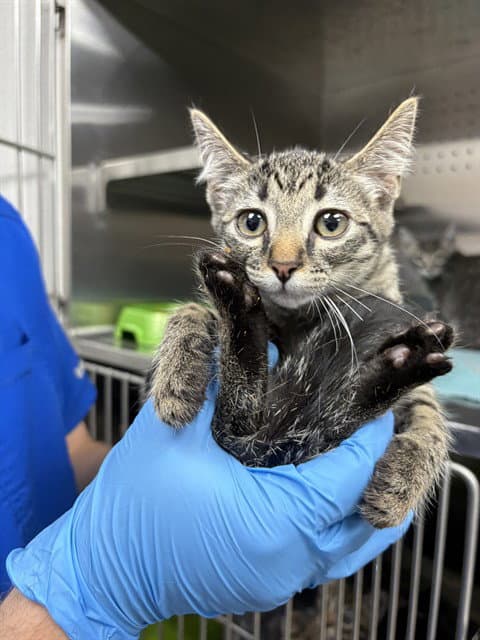 Twitter - Domestic Short Hair