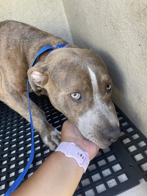 Chowder - Pit Bull Terrier