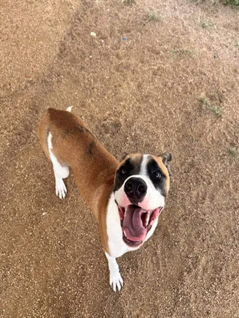 Sherlock Bones - Boxer