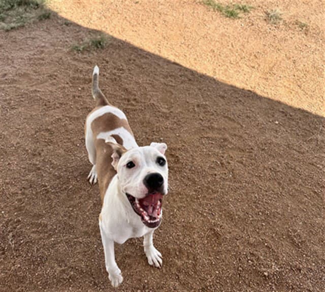 Sardine - Pit Bull Terrier
