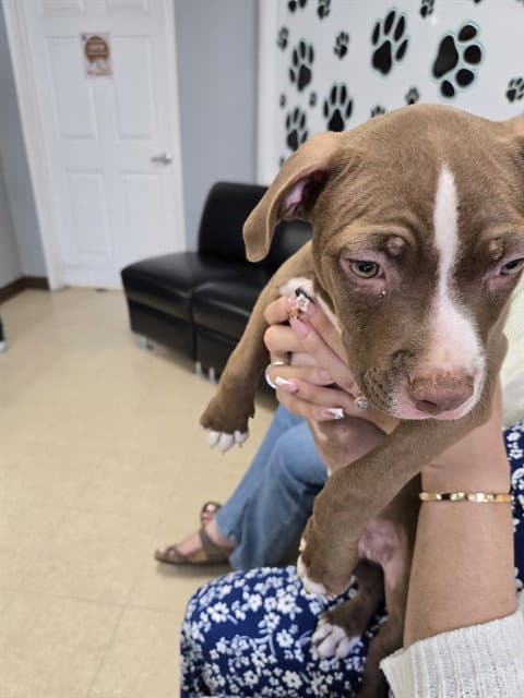 Stray Wait - Pit Bull Terrier