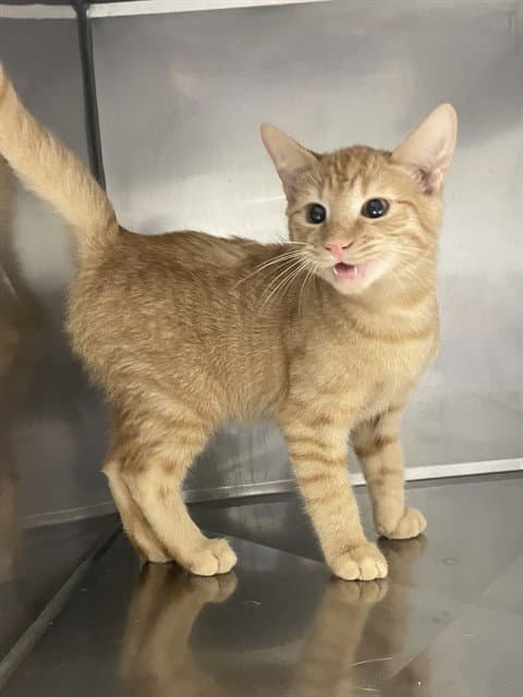 Cheddar Bay - Domestic Short Hair