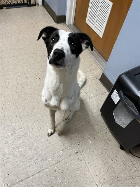 Smooches - Pointer