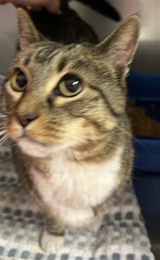 Muffin - Domestic Short Hair