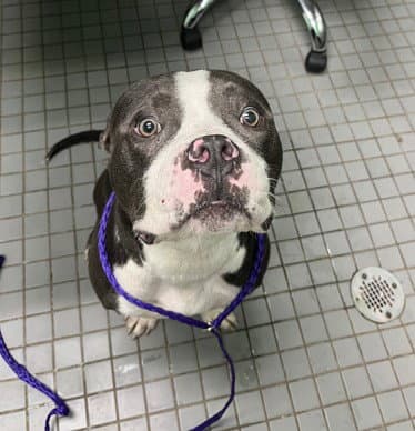 Drew Mcintyre - Pit Bull Terrier
