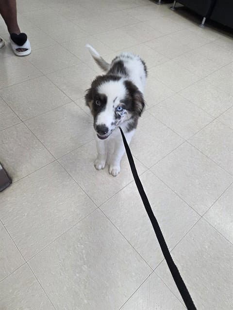 Stray Wait - Australian Shepherd