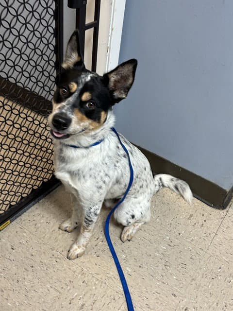 Rocket - Queensland Heeler