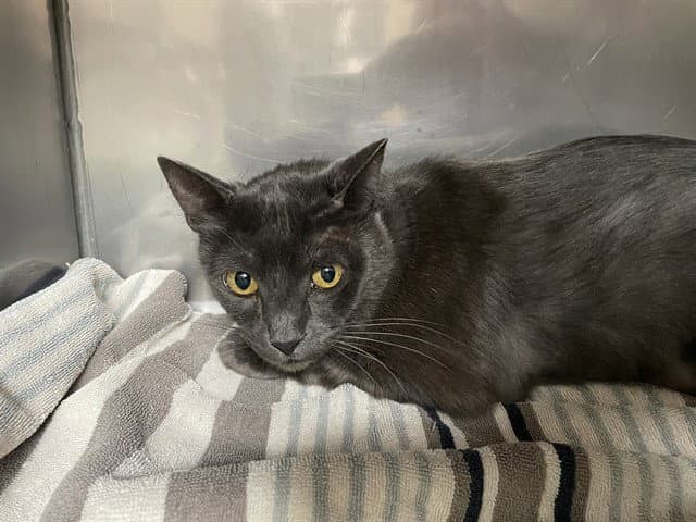 Yoshi - Domestic Short Hair