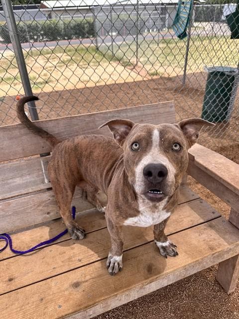 Chowder - Pit Bull Terrier