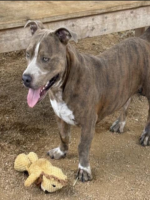 Chowder - Pit Bull Terrier