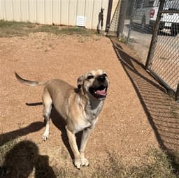 Chip image 1