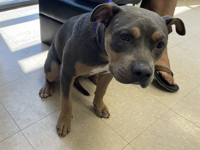 Wanda - Staffordshire Bull Terrier
