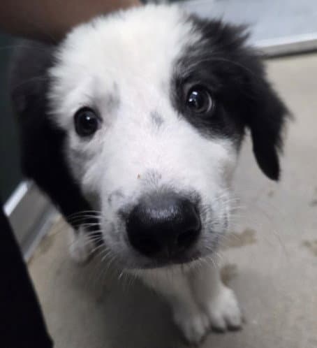 Moose - Border Collie