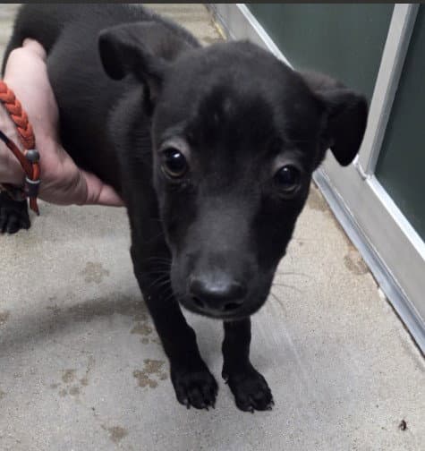Duck - Labrador Retriever