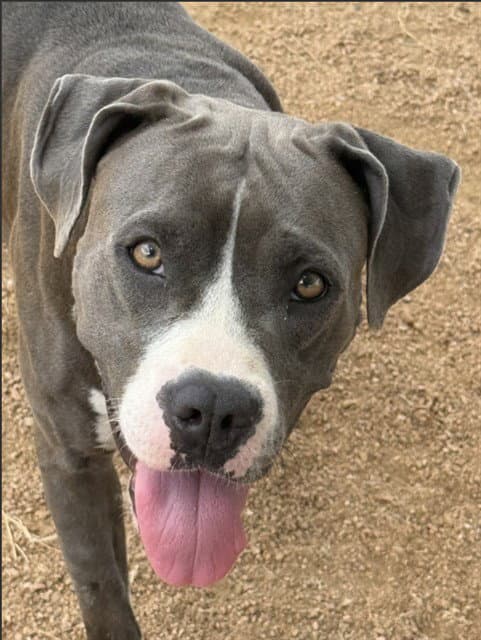 Sheba - Pit Bull Terrier