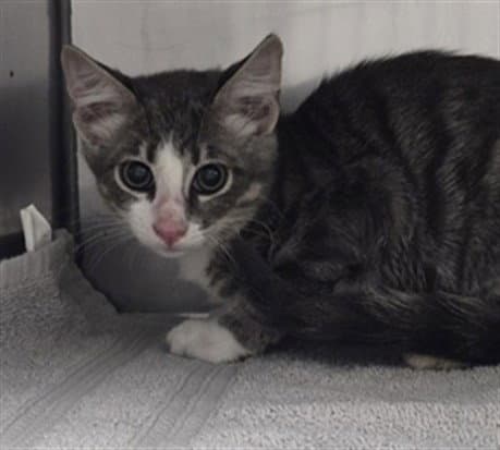 Wishbone - Domestic Short Hair