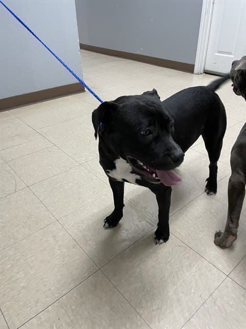 Luna - Pit Bull Terrier