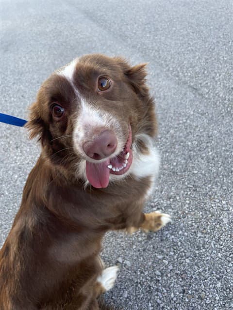 Wee Hen - Australian Shepherd