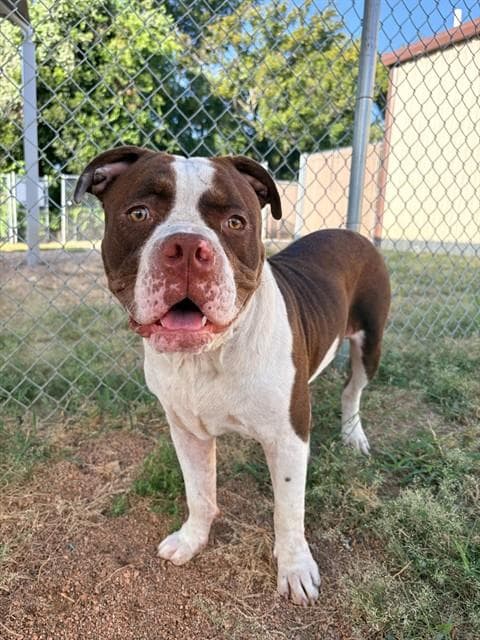 Porkchop - Pit Bull Terrier