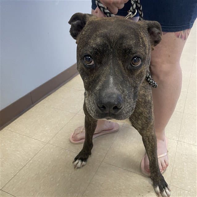 King - Pit Bull Terrier