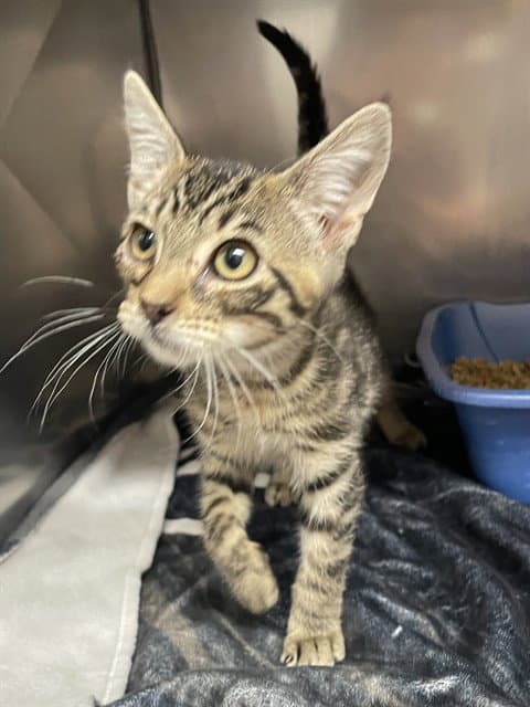 Leonardo Dicatrio - Domestic Short Hair