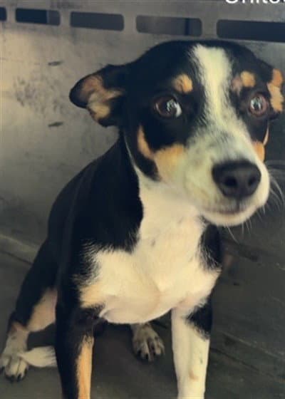 Russell - Chihuahua