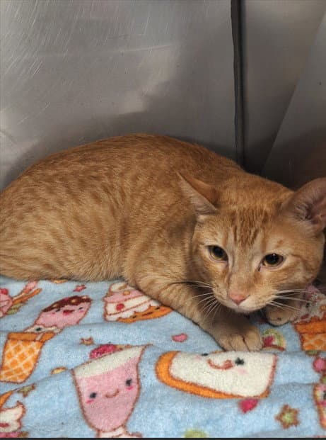 Mac N' Cheese - Domestic Short Hair