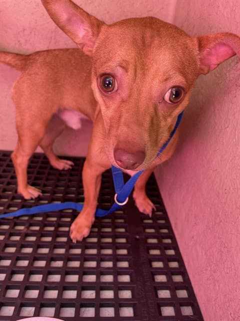 Roscoe - Chihuahua