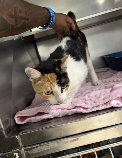 Funfetti - Domestic Short Hair