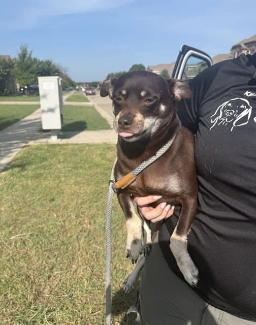 Blade - Chihuahua