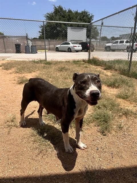 Ladybug - Pit Bull Terrier