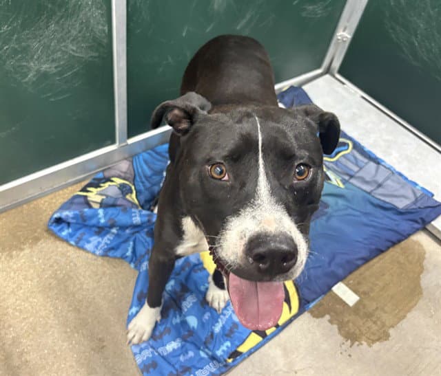 Max - Pit Bull Terrier