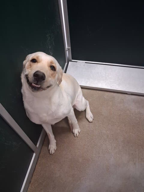 Firefly - Labrador Retriever