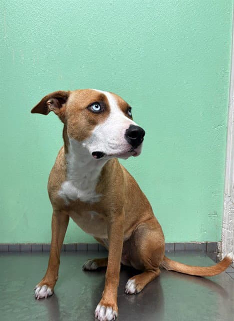 Starr - Pit Bull Terrier